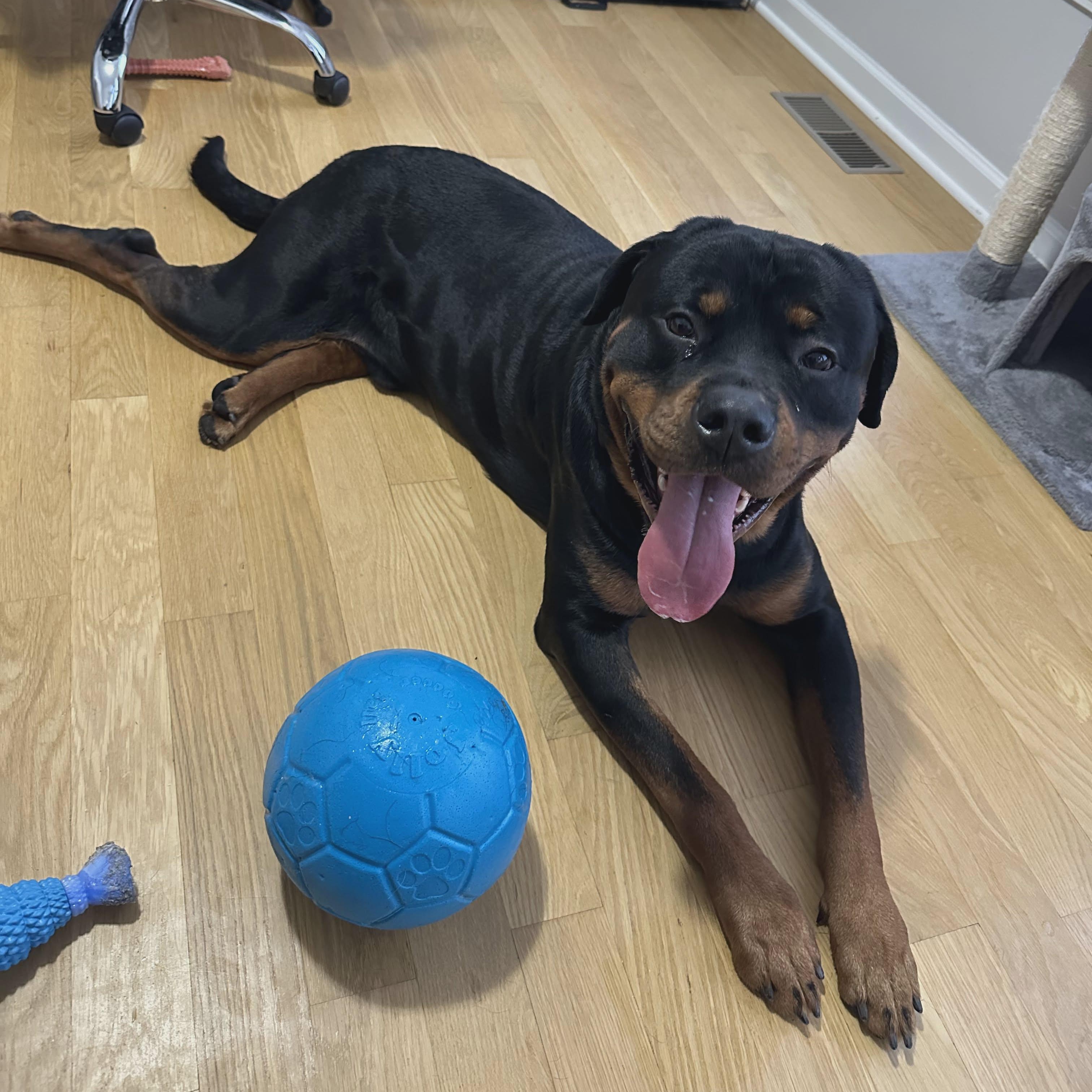Enlarge Osiris, a ADOPTABLE Rottweiler in Stamford, CT image 4/6