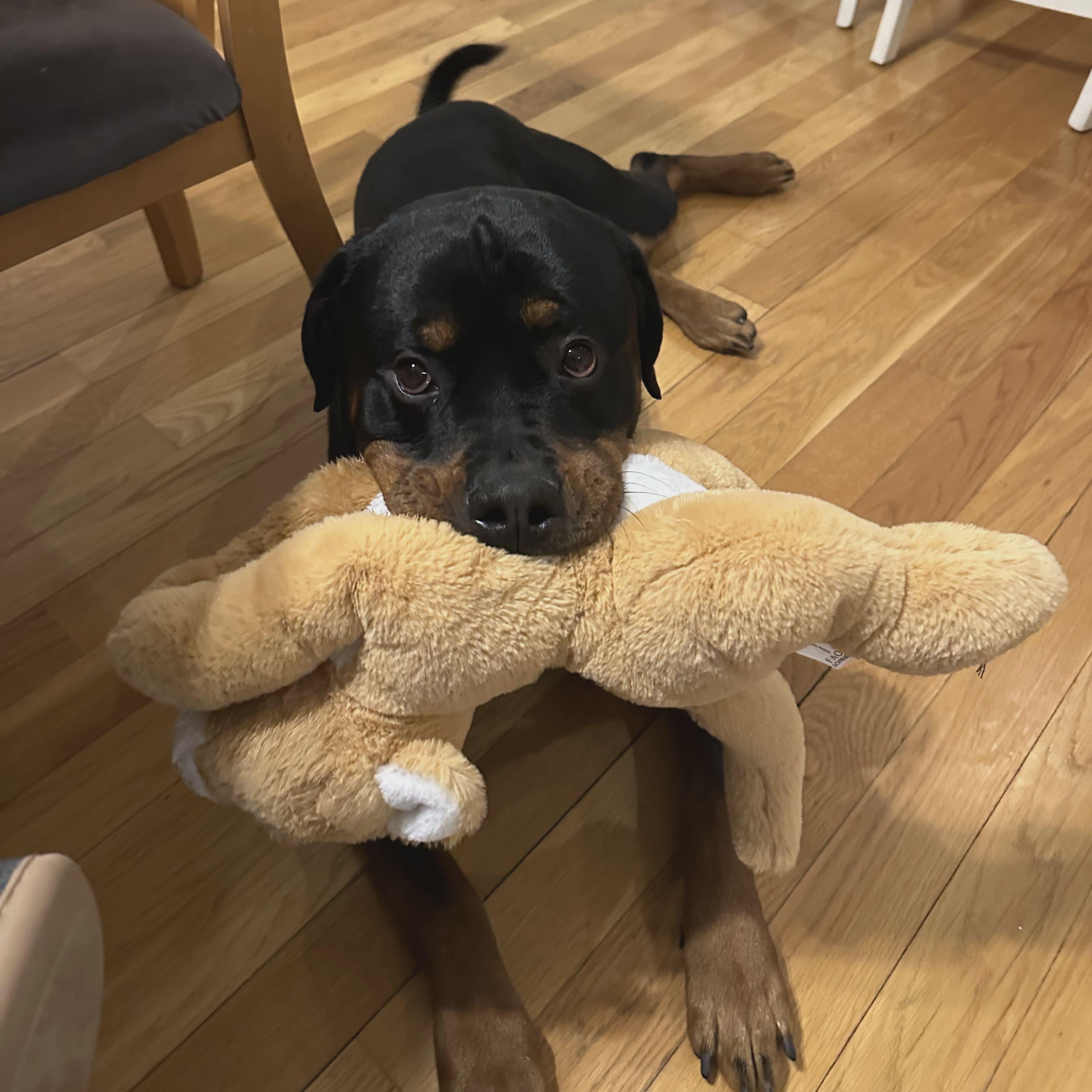 Enlarge Osiris, a ADOPTABLE Rottweiler in Stamford, CT image 2/6
