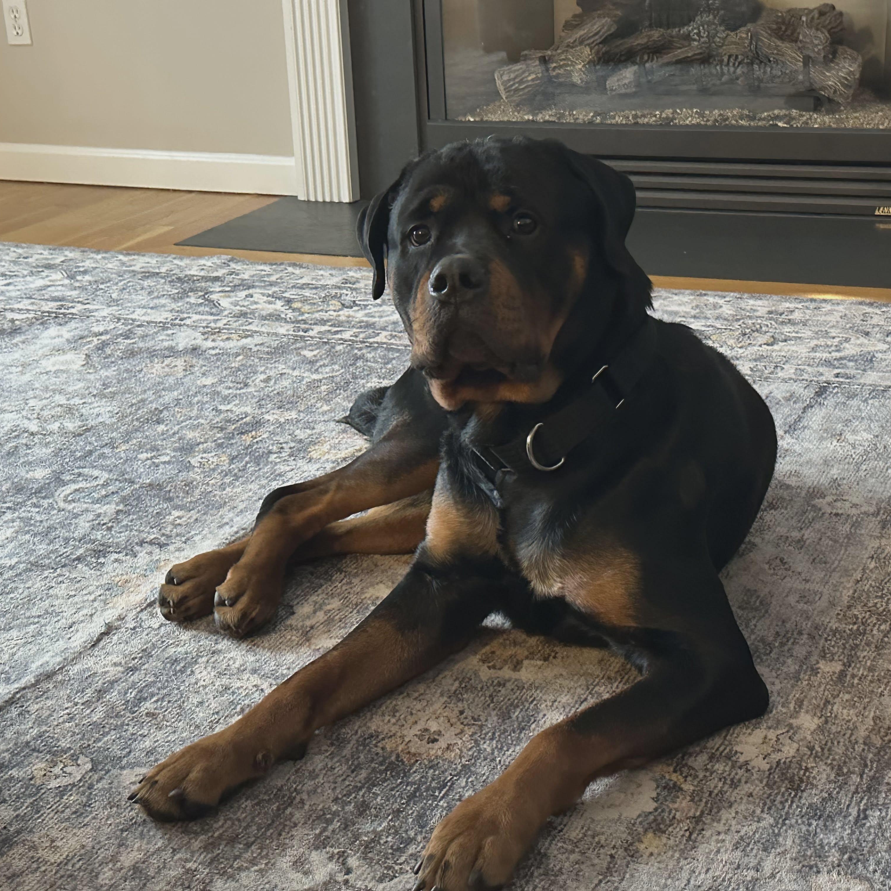Osiris, ADOPTABLE, Young Male Rottweiler.
