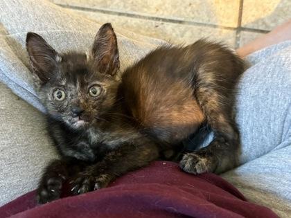 Jelly, Adoptable, Kitten Female Domestic Short Hair & Domestic Short Hair.