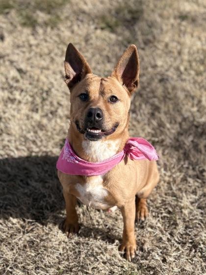 Mudd, a Adoptable mixed breed in Bartlesville, OK image 1/5