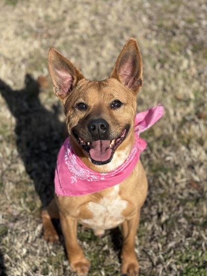 Mudd, a Adoptable mixed breed in Bartlesville, OK image 2/5