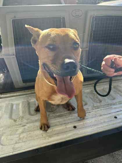 Mudd, a Adoptable mixed breed in Bartlesville, OK image 4/5