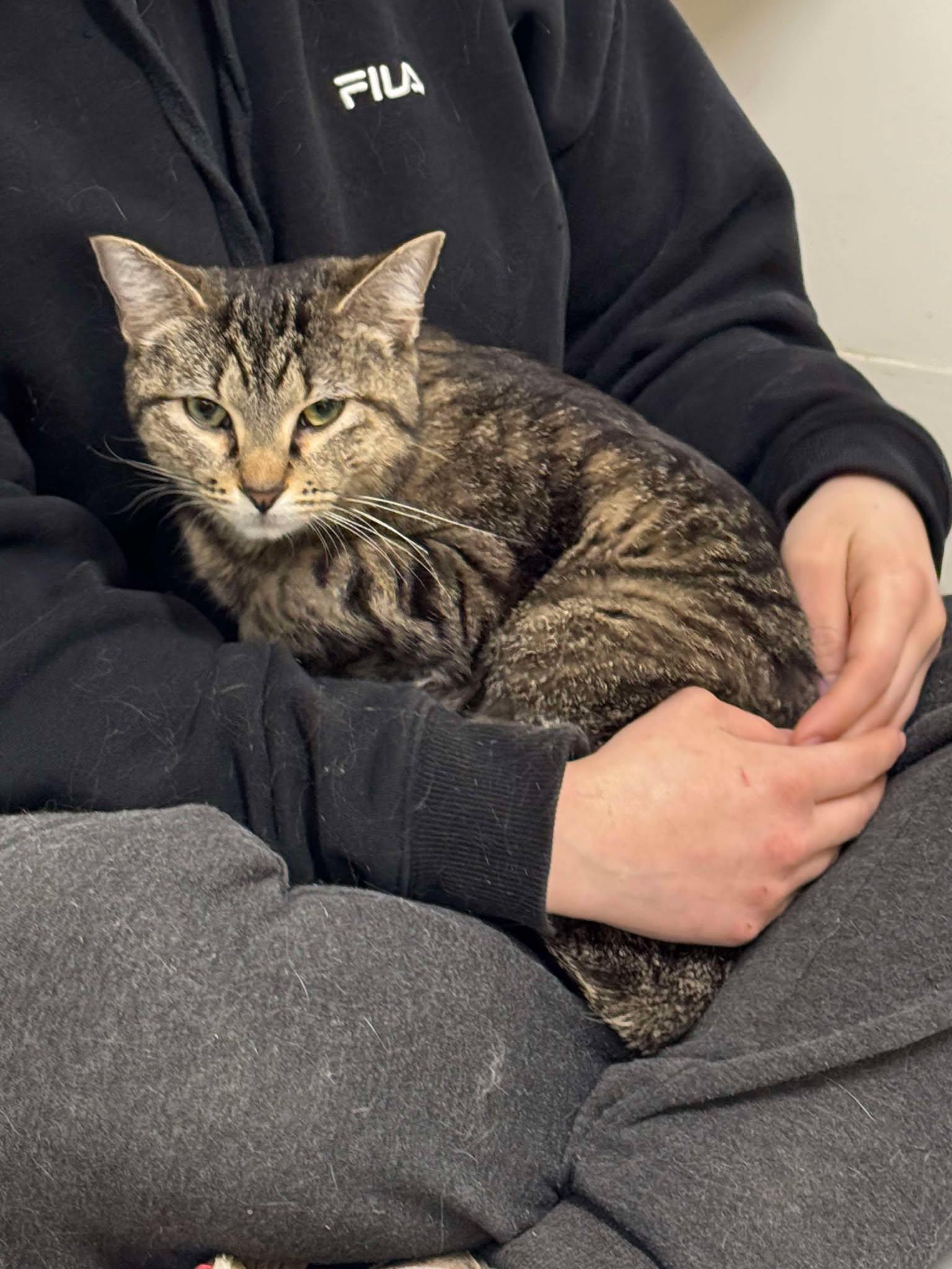 Tara, Young Female Domestic Short Hair