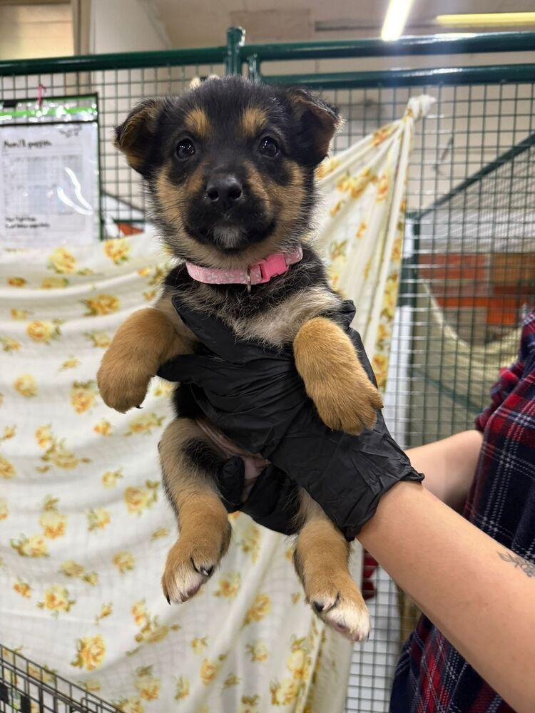 Yarrow, Adoptable, Puppy Female Shepherd & Mixed Breed.