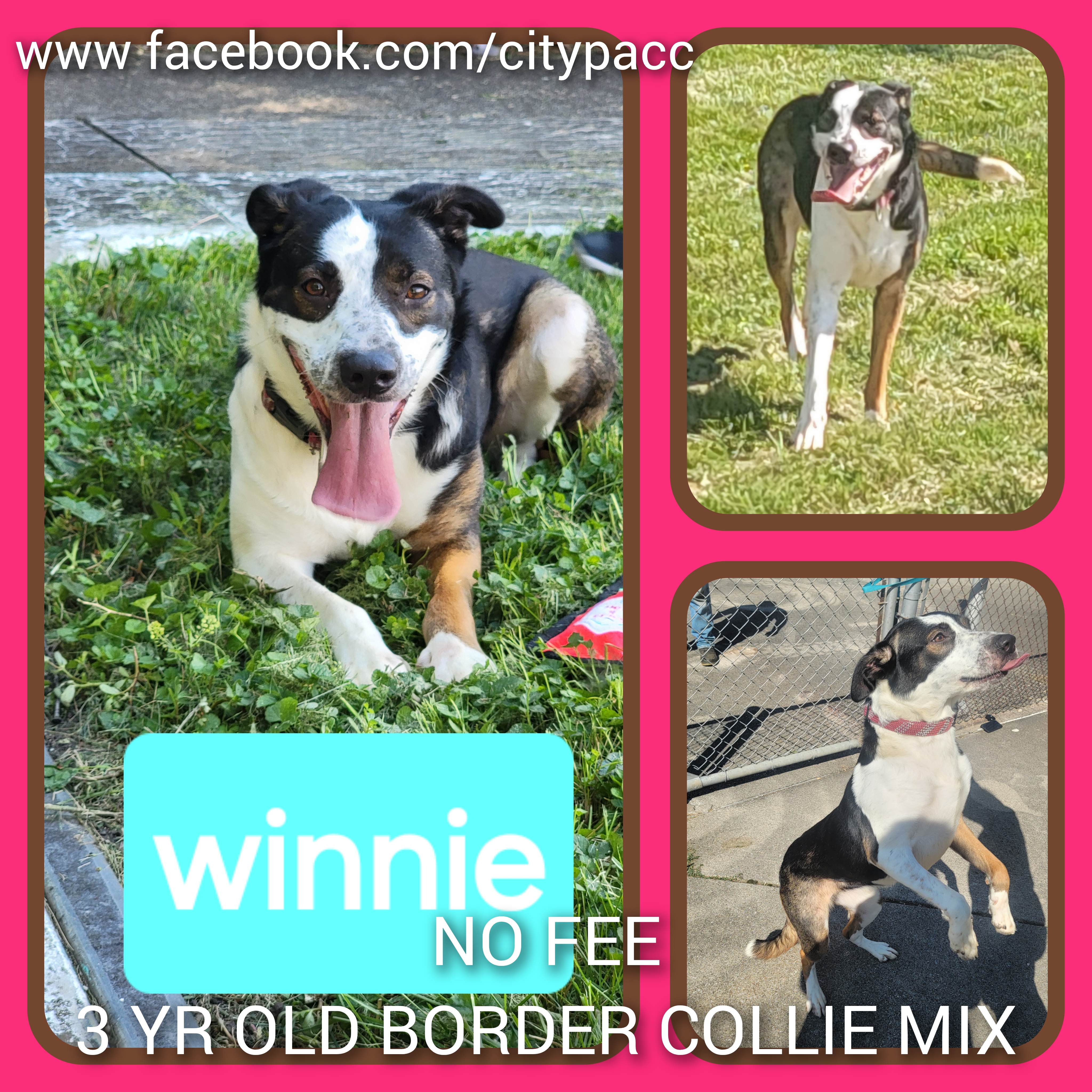 Enlarge Winnie, a Adopted mixed breed in Peru, IN image 1/1