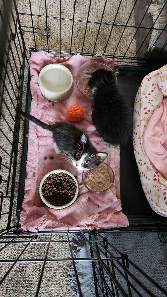 Darwin Da, Adoptable, Kitten Male Domestic Short Hair.