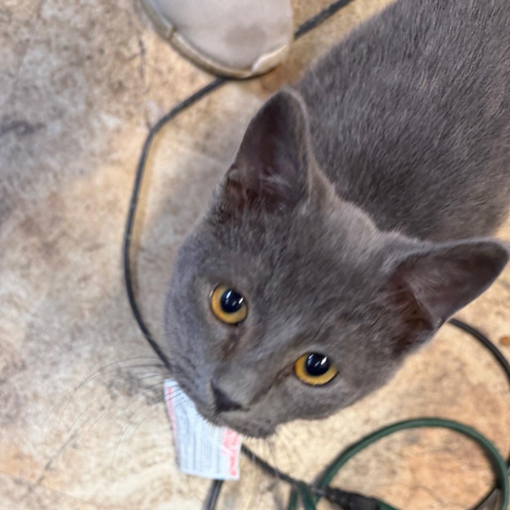 Enlarge Indiana, a Adoptable Domestic Short Hair in Tipton, IA image 1/1