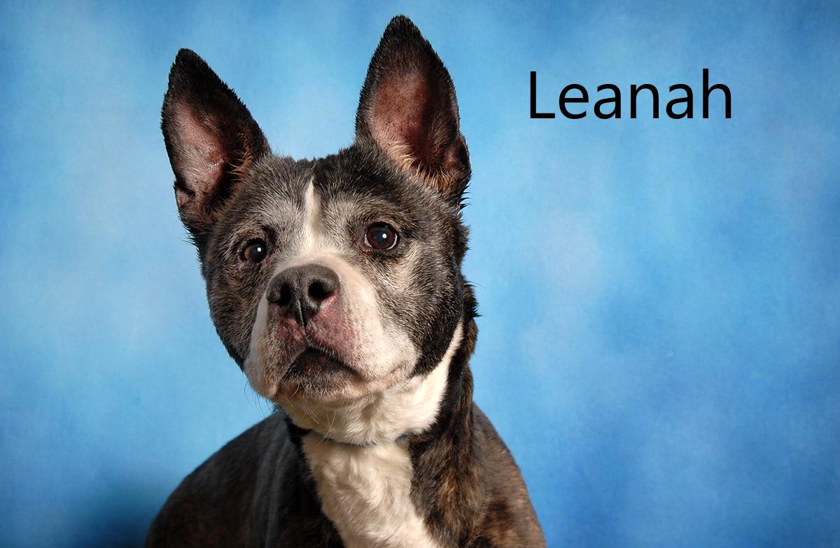 Leanah, ADOPTABLE, Senior Female Australian Cattle Dog / Blue Heeler & Pit Bull Terrier.