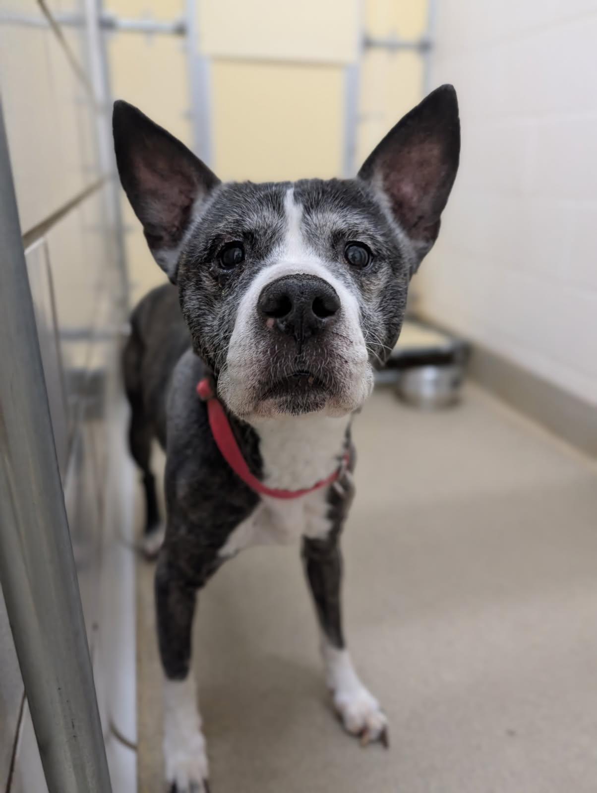 Leanah, a ADOPTABLE mixed breed in Mount Vernon, OH image 2/2
