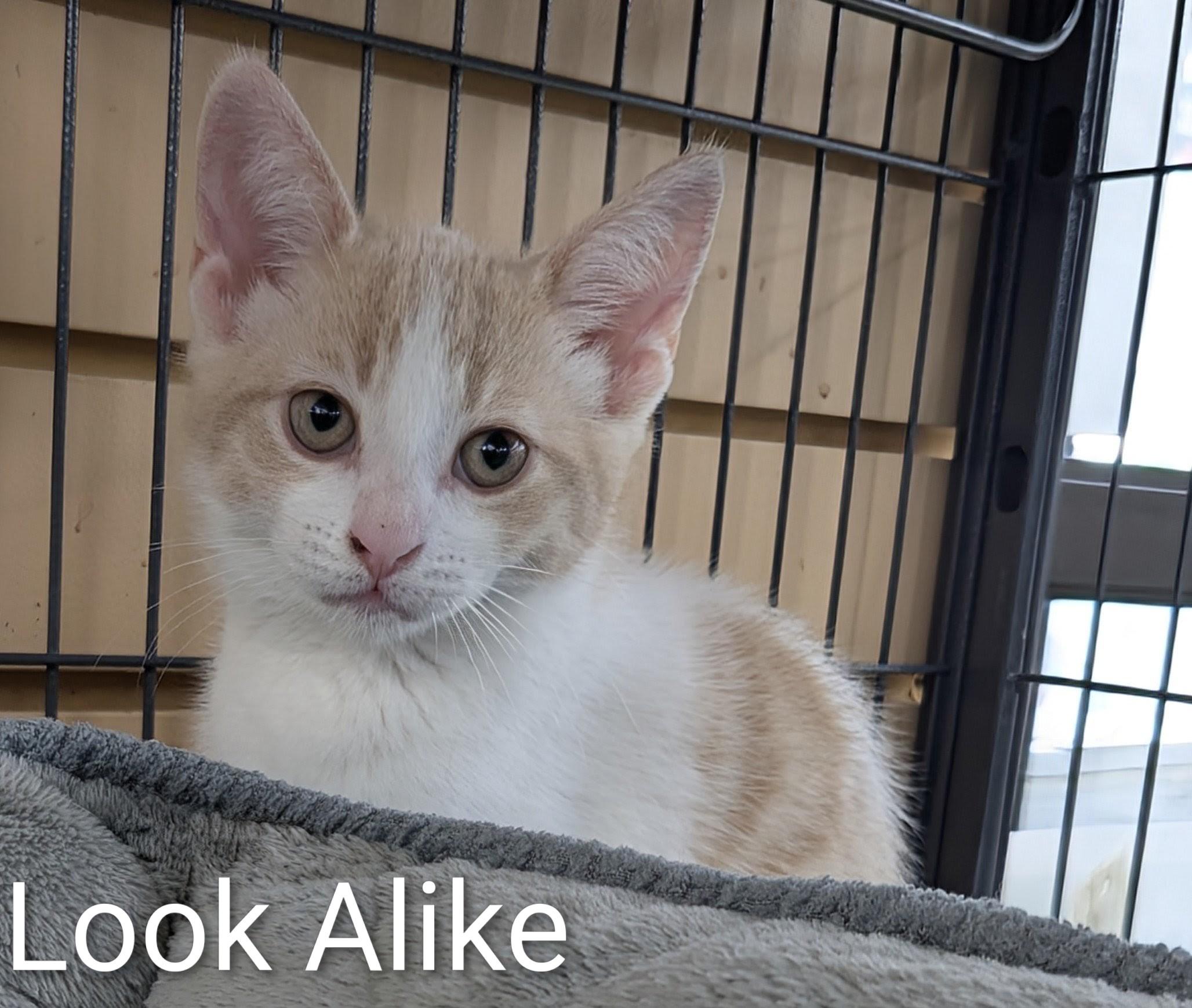 Look Alike, Adoptable, Kitten Female Domestic Short Hair.