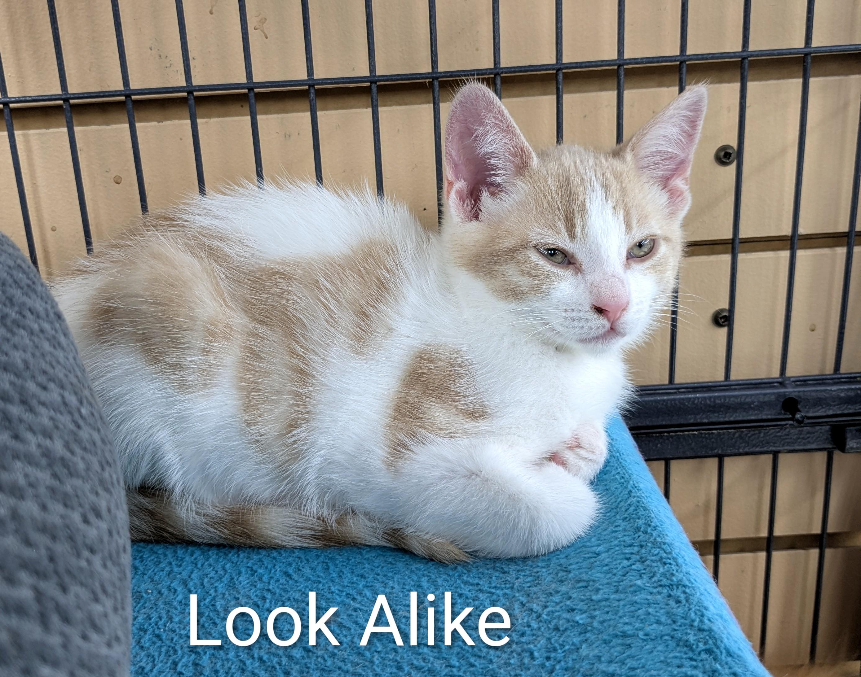 Enlarge Look Alike, a Adoptable Domestic Short Hair in St Catharines, ON image 4/4