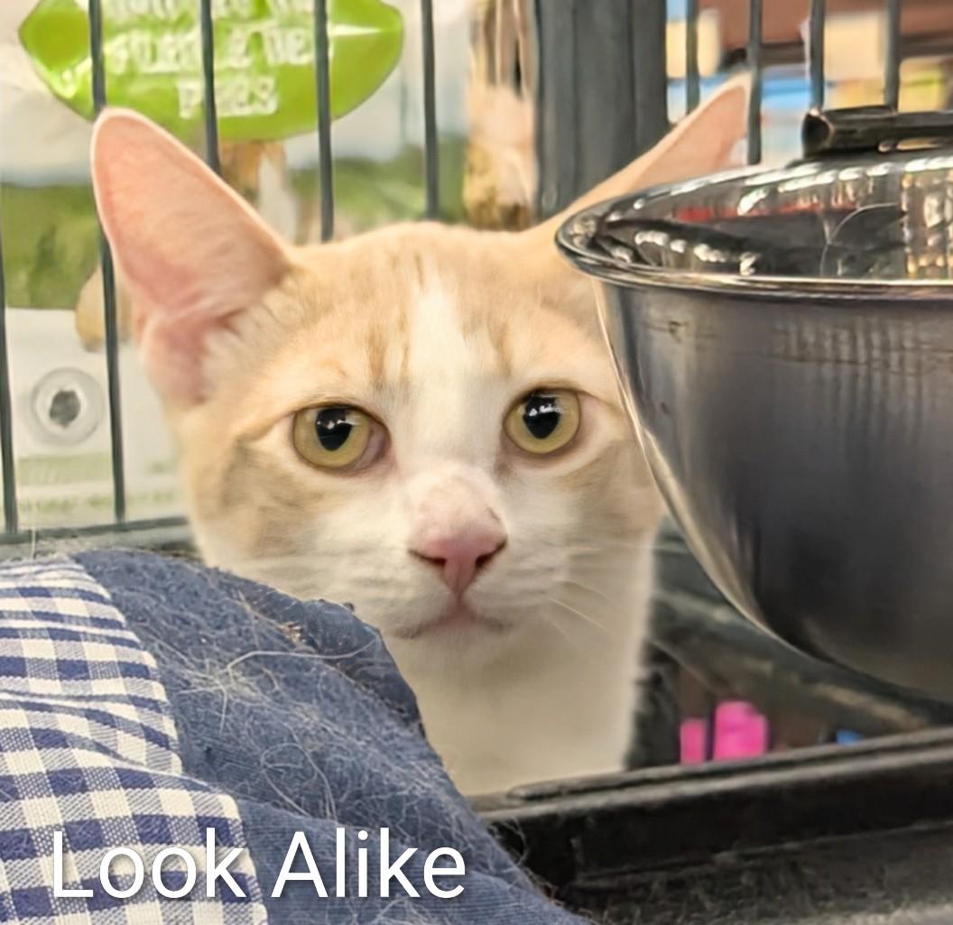 Enlarge Look Alike, an adoptable Domestic Short Hair in St Catharines, ON image 5/5