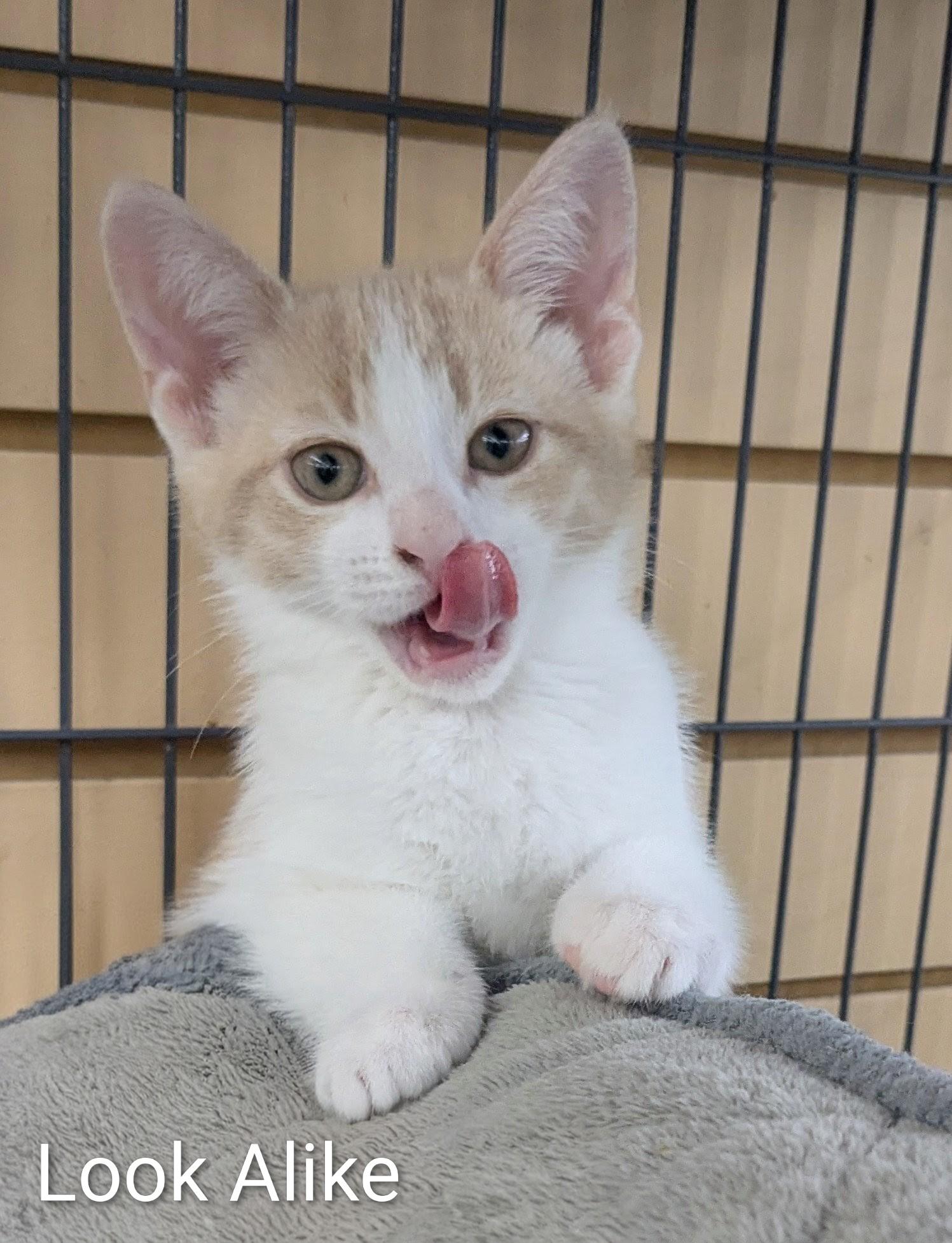 Enlarge Look Alike, a Adoptable Domestic Short Hair in St Catharines, ON image 3/4