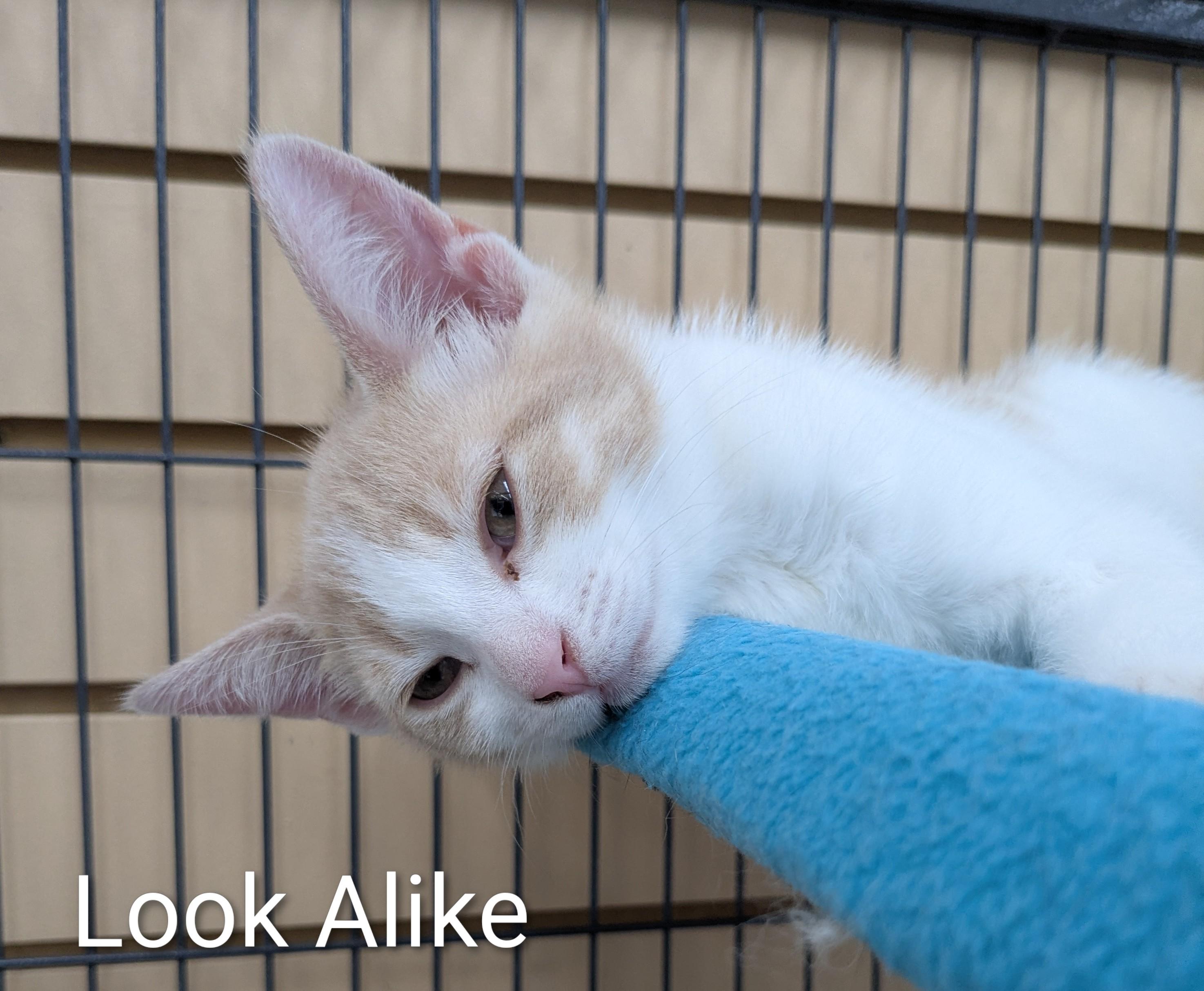 Enlarge Look Alike, a Adoptable Domestic Short Hair in St Catharines, ON image 2/4