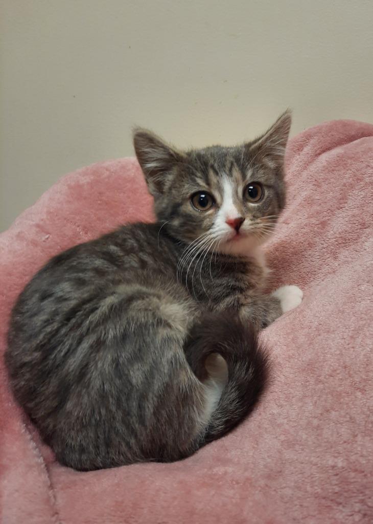 Enlarge Frosty McMittens, a Adoptable mixed breed in Fremont, OH image 4/5