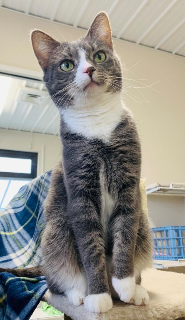 Enlarge Frosty McMittens, a Adoptable mixed breed in Fremont, OH image 5/5