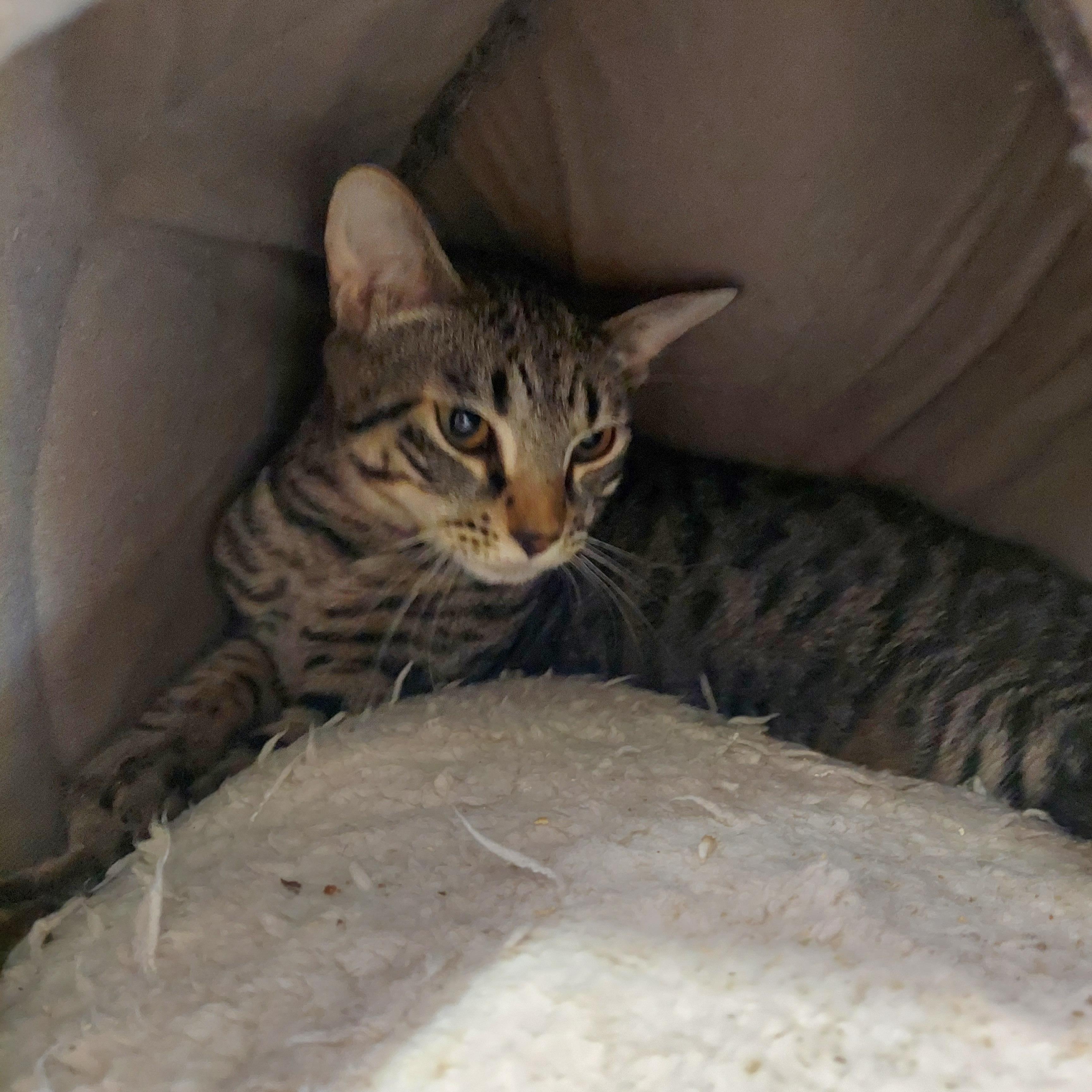 Enlarge #1, a ADOPTABLE mixed breed in Pawtucket, RI image 1/1