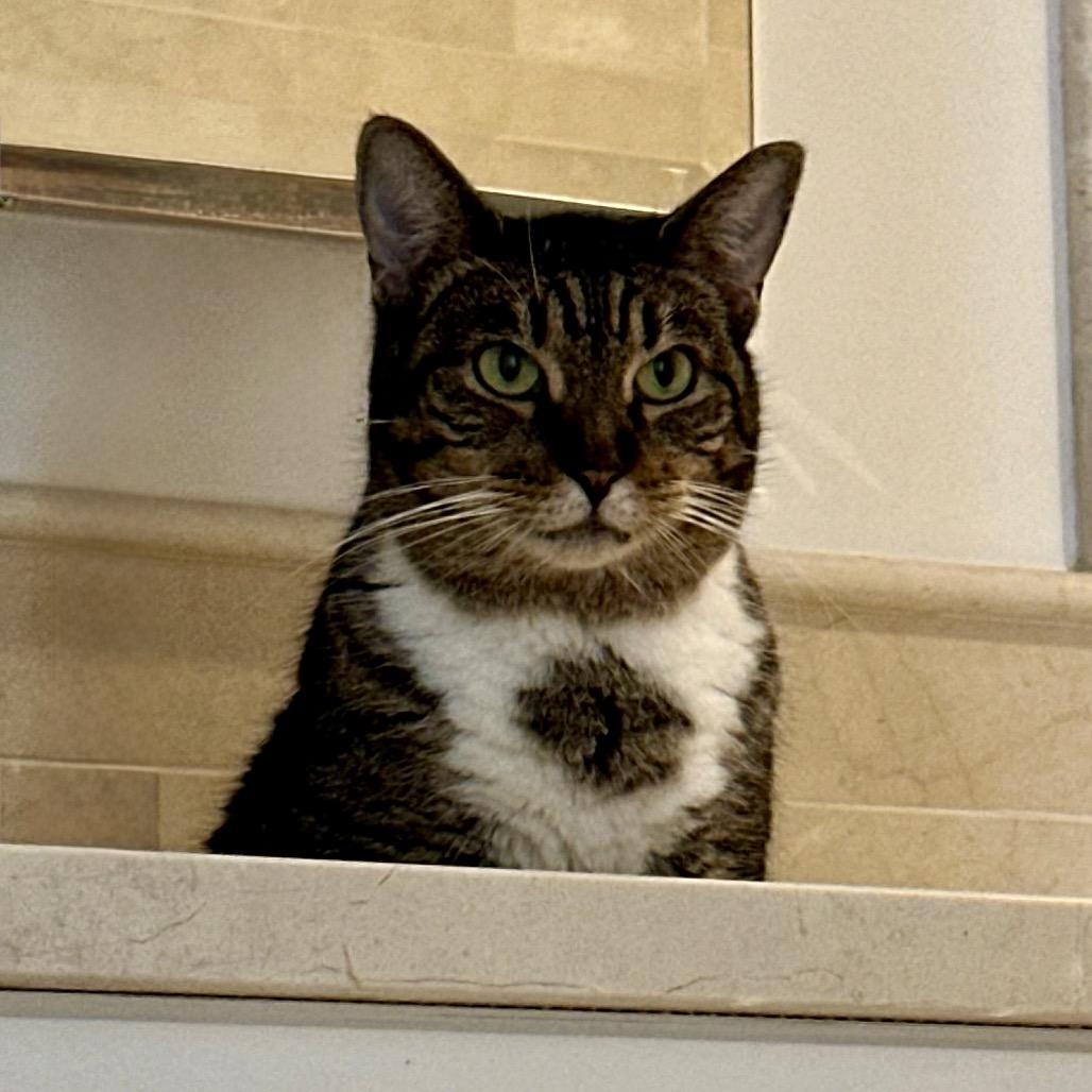 Sidney, Adoptable, Senior Female Domestic Short Hair & Mixed Breed.