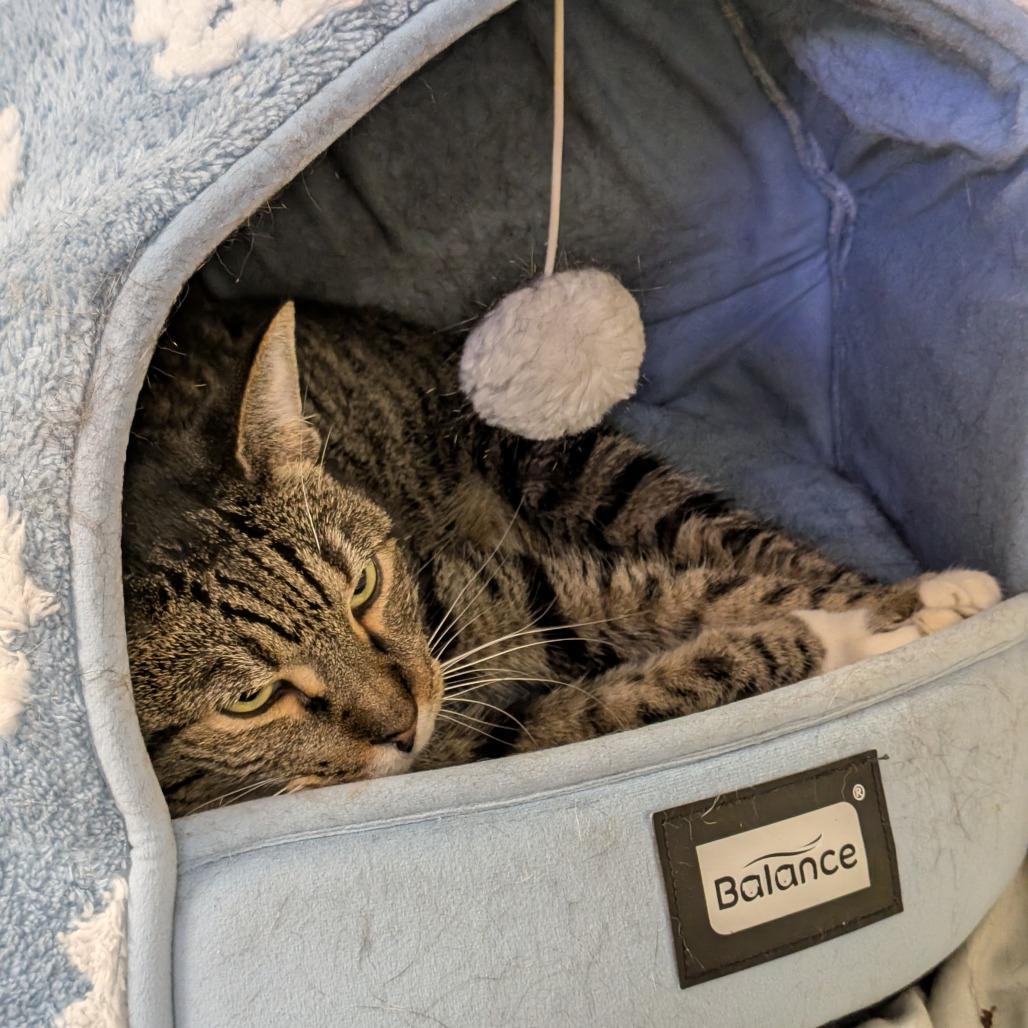 Enlarge Sidney, a Adoptable mixed breed in New York, NY image 3/3