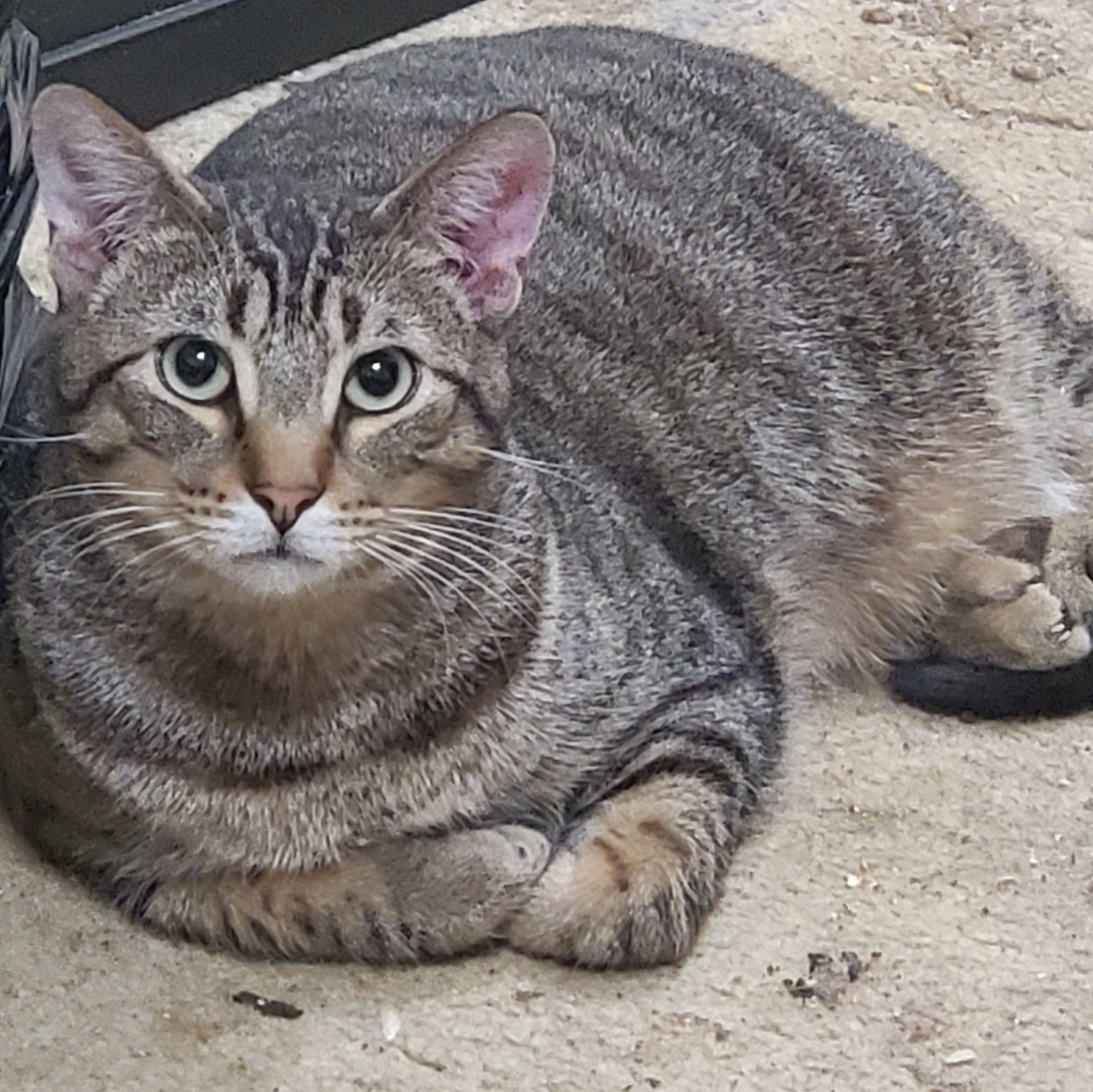 Halston, a Adoptable Domestic Short Hair in Dallas, TX image 1/2