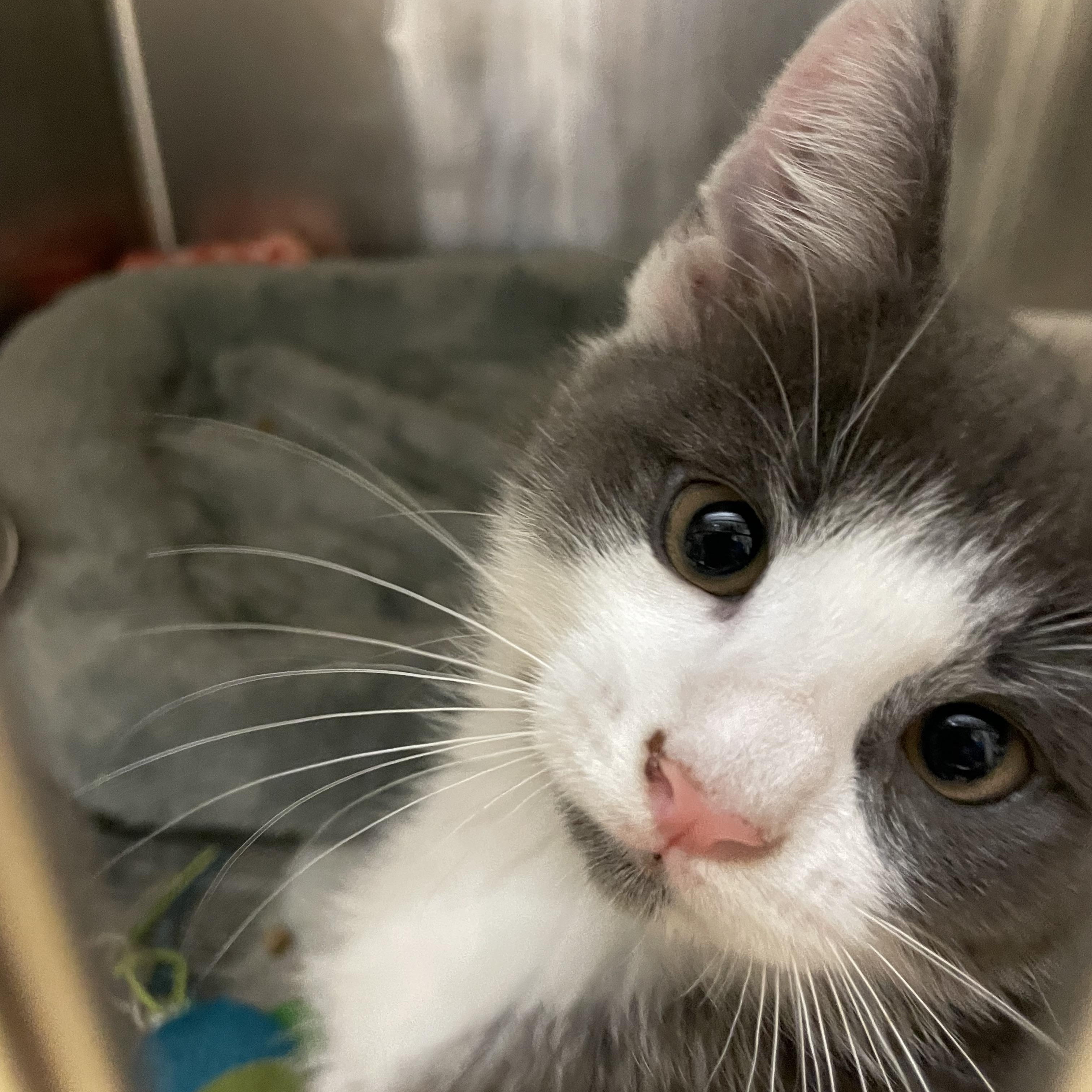 Enlarge Ash and Slate (bonded brothers), a Adopted American Shorthair in North Kingstown, RI image 1/6