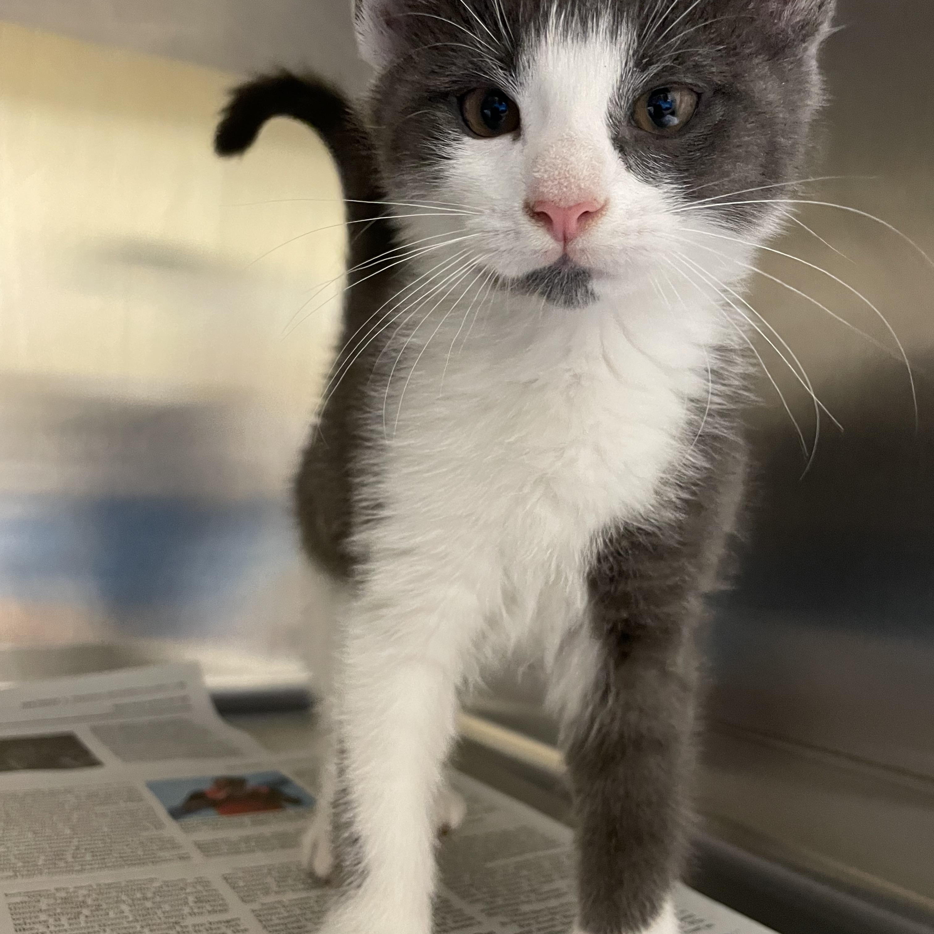 Enlarge Ash and Slate (bonded brothers), a Adopted American Shorthair in North Kingstown, RI image 3/6