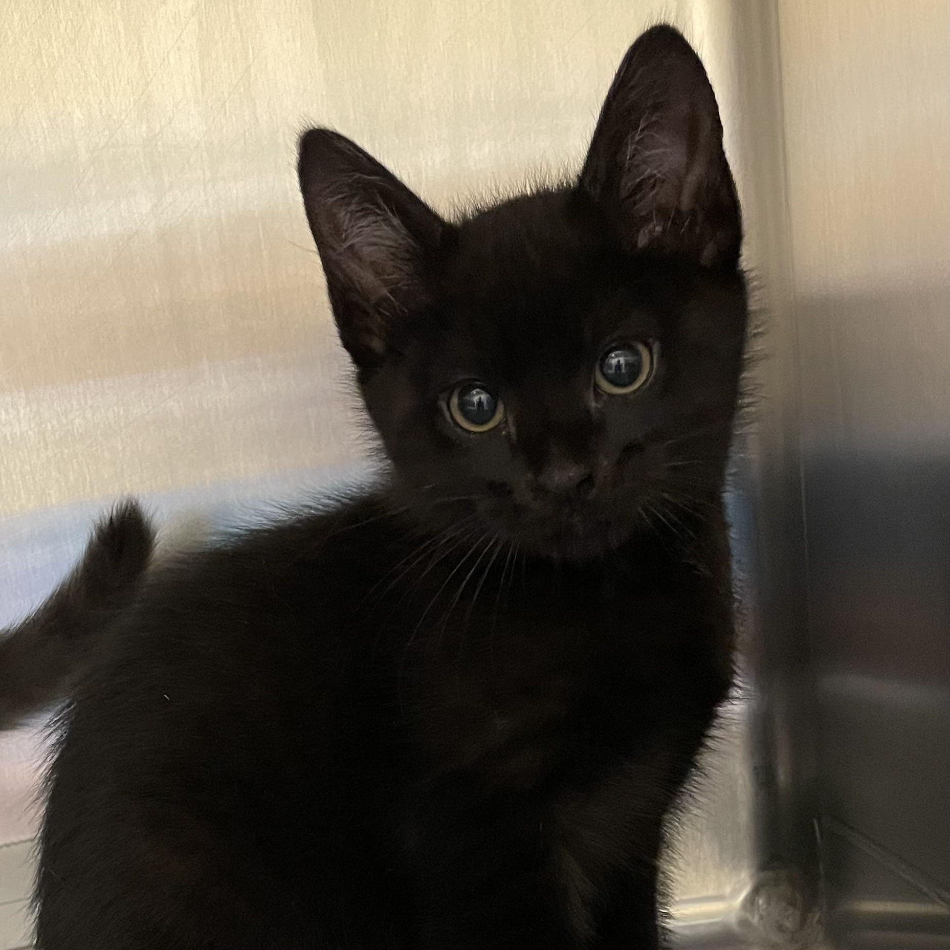 Enlarge Ash and Slate (bonded brothers), a Adopted American Shorthair in North Kingstown, RI image 2/6