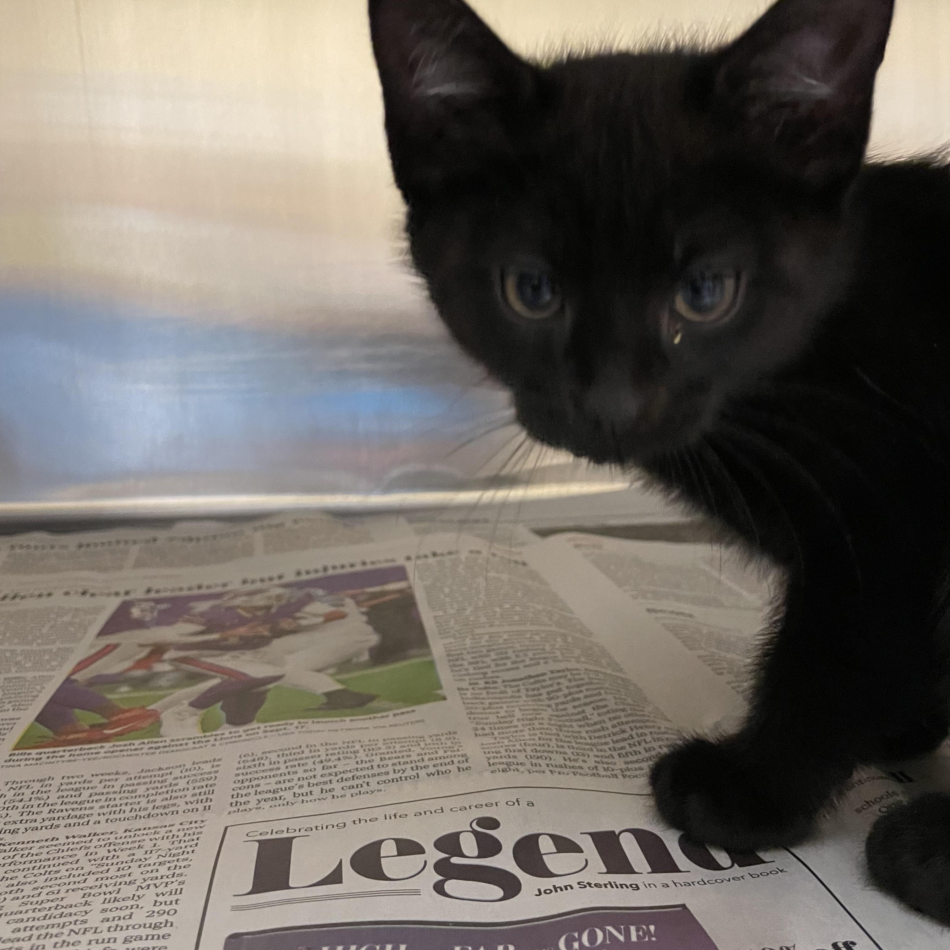 Enlarge Ash and Slate (bonded brothers), a Adopted American Shorthair in North Kingstown, RI image 5/6