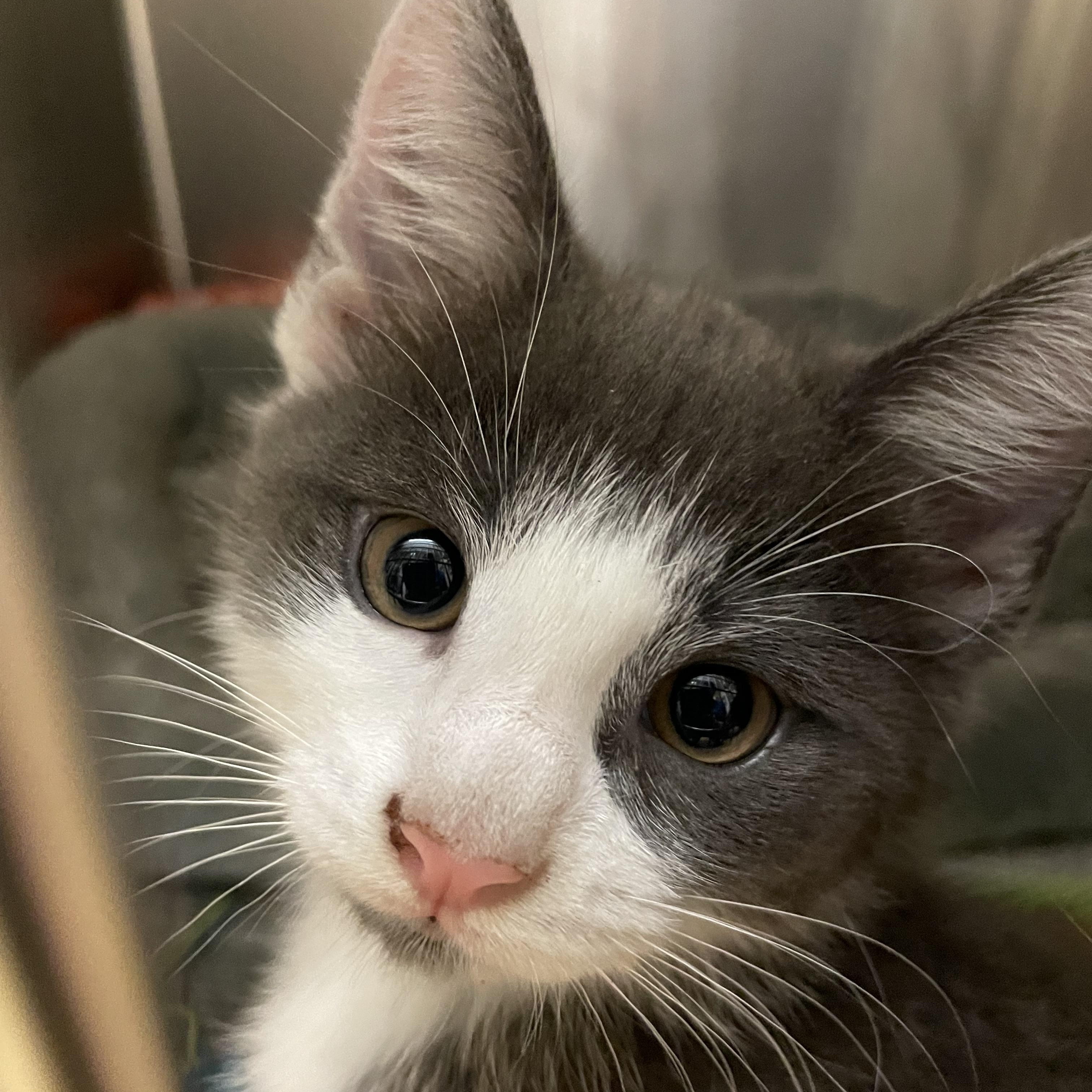 Enlarge Ash and Slate (bonded brothers), a Adopted American Shorthair in North Kingstown, RI image 6/6