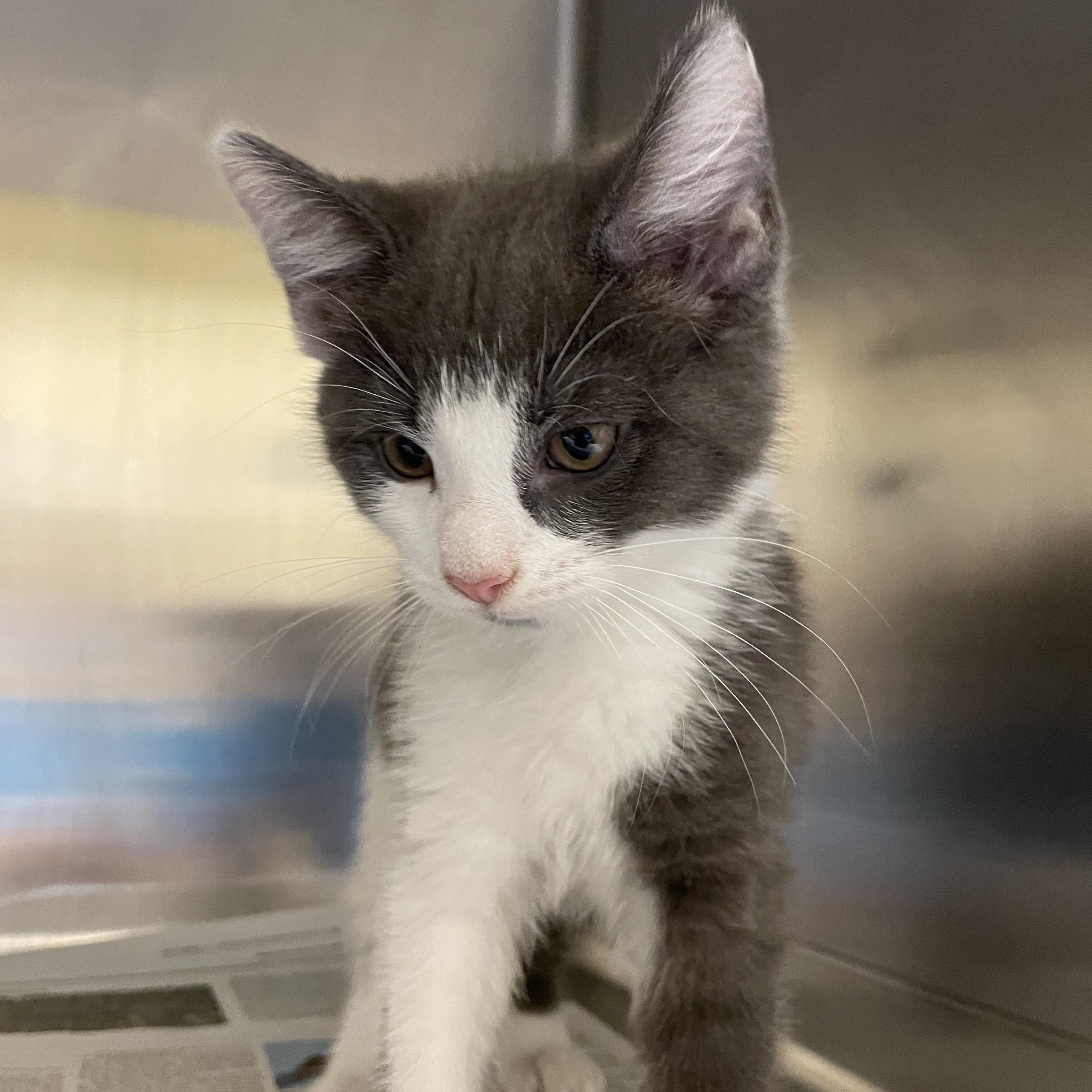 Enlarge Ash and Slate (bonded brothers), a Adopted American Shorthair in North Kingstown, RI image 4/6