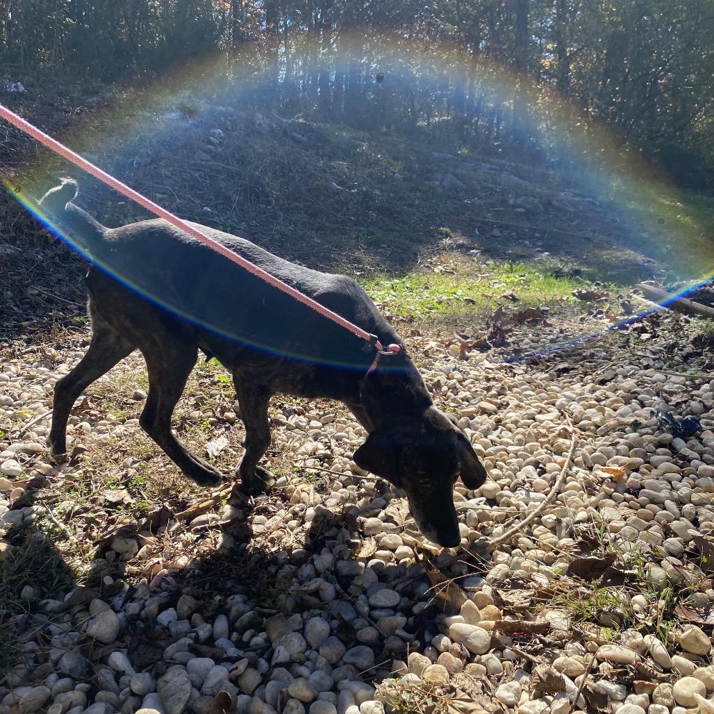 Enlarge Ethel, a Adoptable mixed breed in Carmel, IN image 2/5