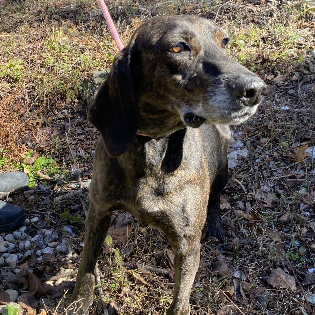 Enlarge Ethel, a Adoptable mixed breed in Carmel, IN image 3/5