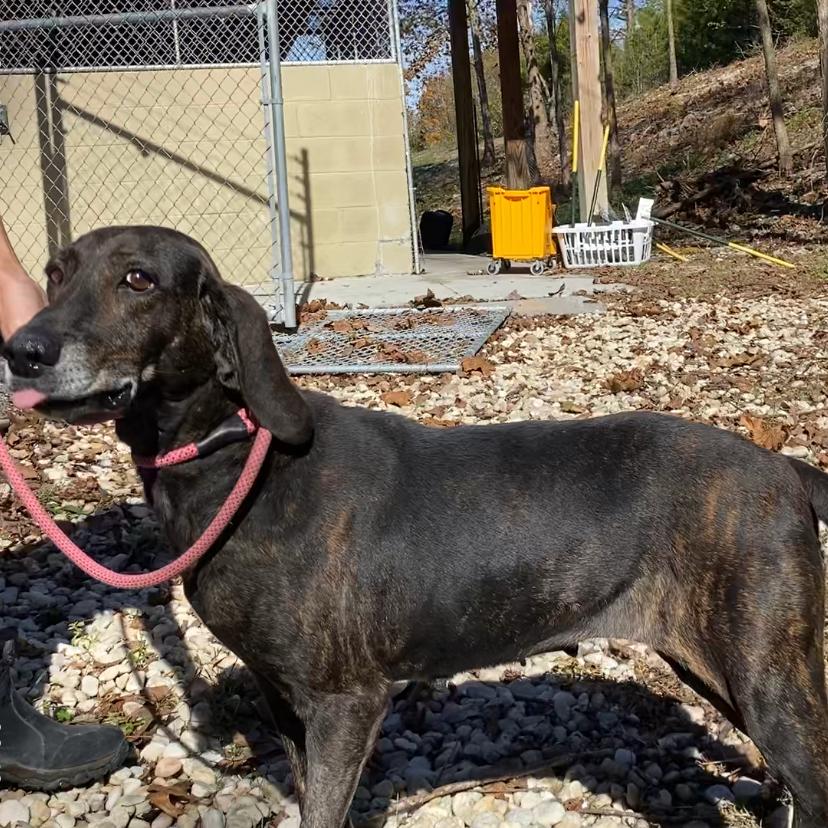 Enlarge Ethel, a Adoptable mixed breed in Carmel, IN image 5/5