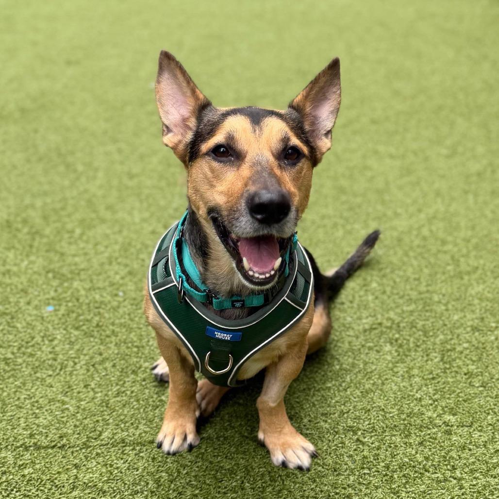Enlarge Maximus, a Adoptable mixed breed in Wantagh, NY image 1/6