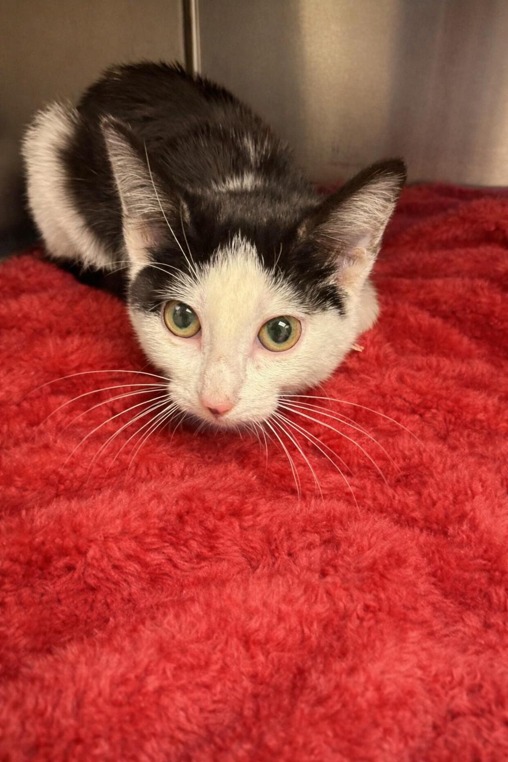 Enlarge Twinkle Toes **FOUND**, an adopted Domestic Short Hair in Liberty, MO image 2/2