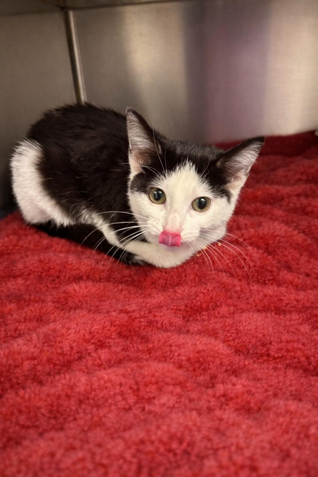 Enlarge Twinkle Toes **FOUND**, an adopted Domestic Short Hair in Liberty, MO image 1/2