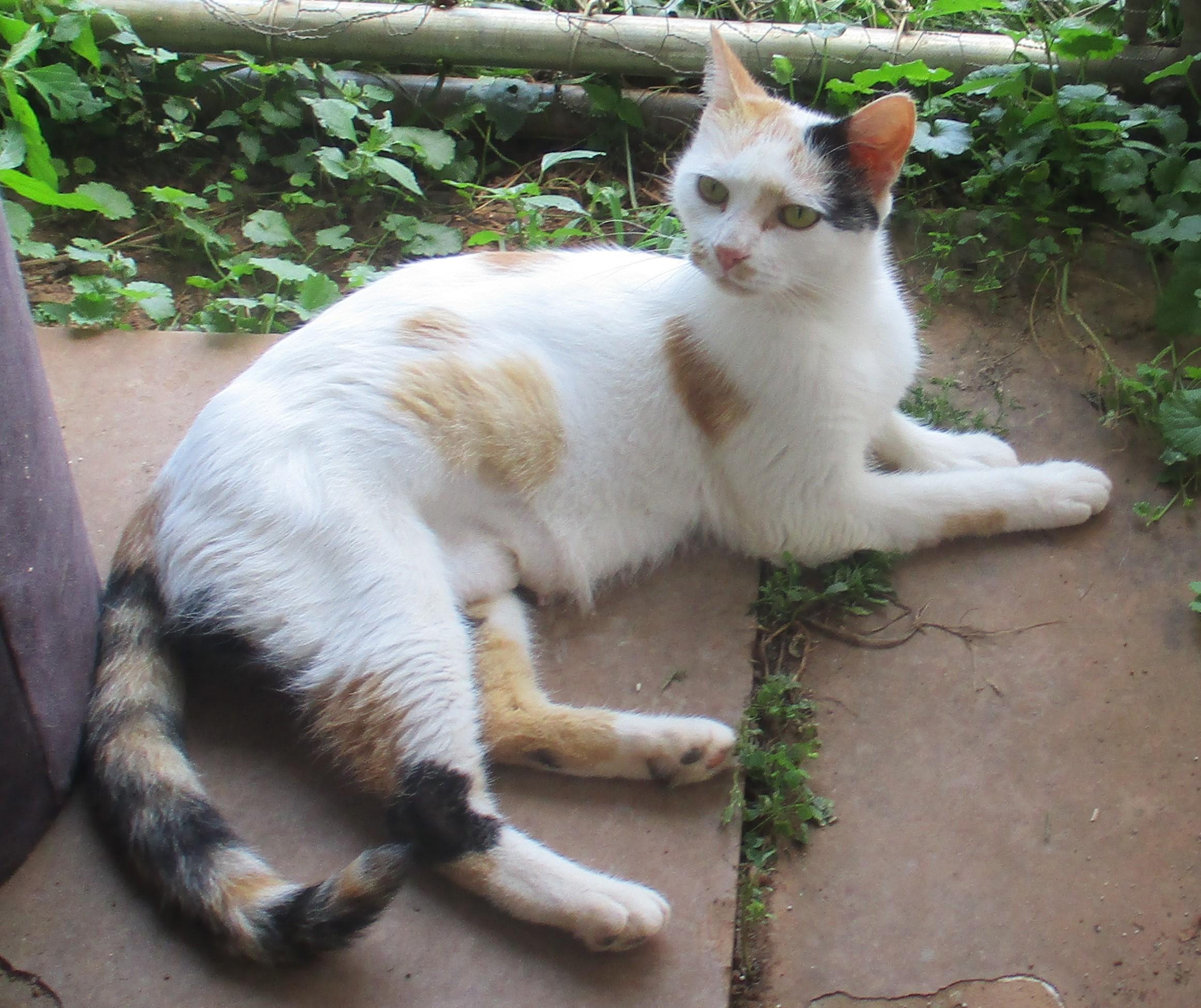 Enlarge LOTTIE, a Adoptable Calico in Troutman, NC image 2/6