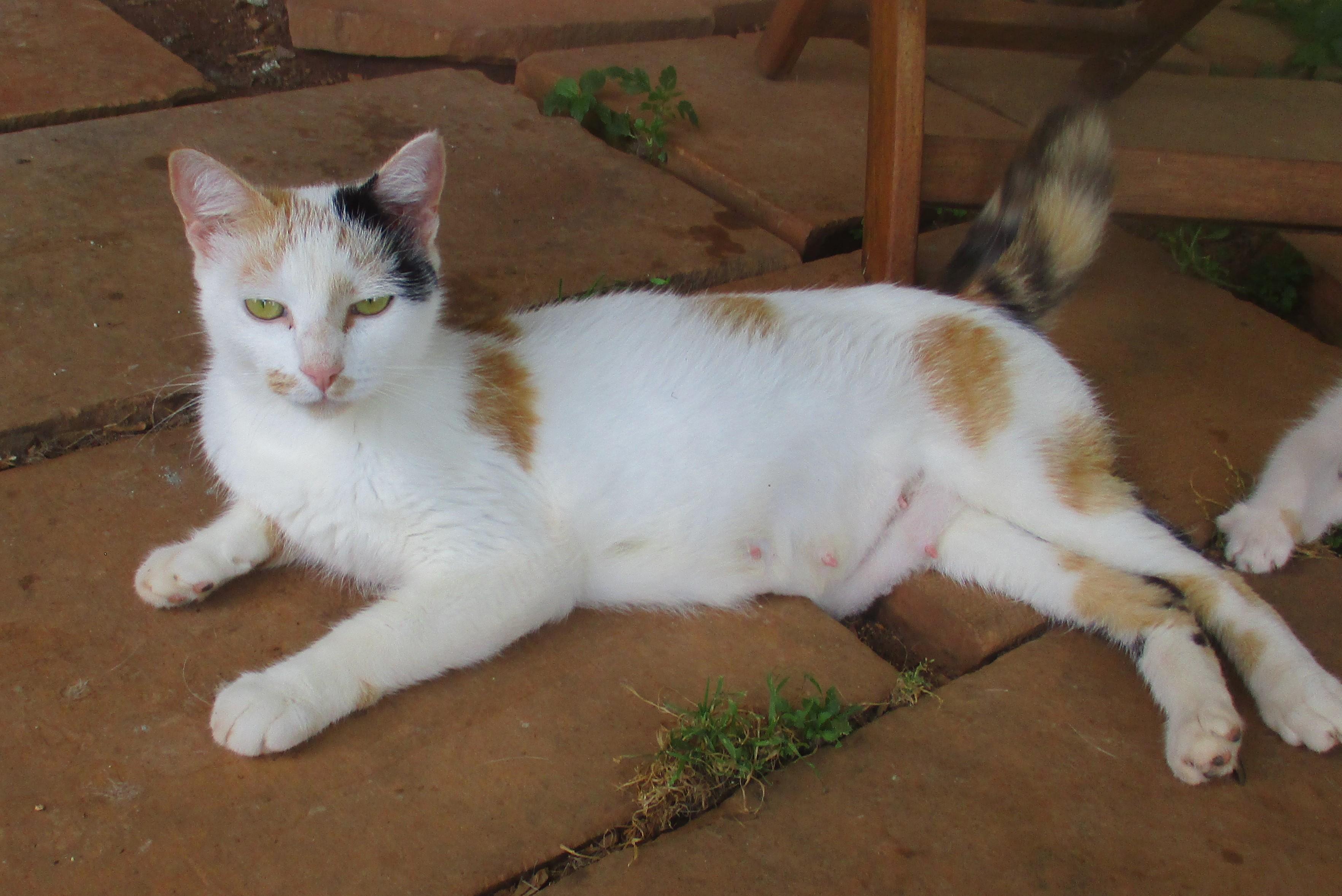 Enlarge LOTTIE, a Adoptable Calico in Troutman, NC image 4/6