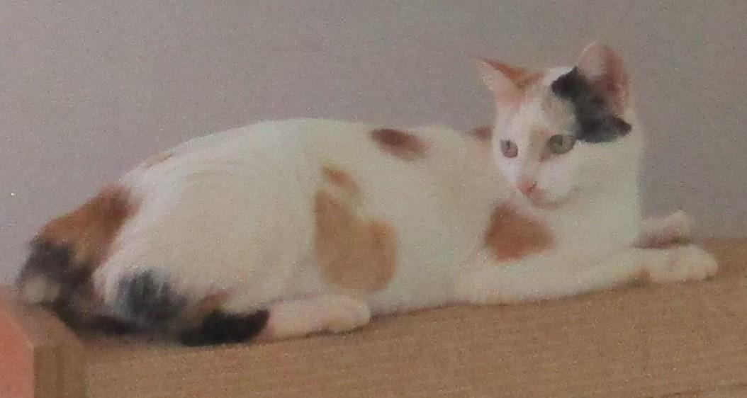 Enlarge LOTTIE, a Adoptable Calico in Troutman, NC image 5/6