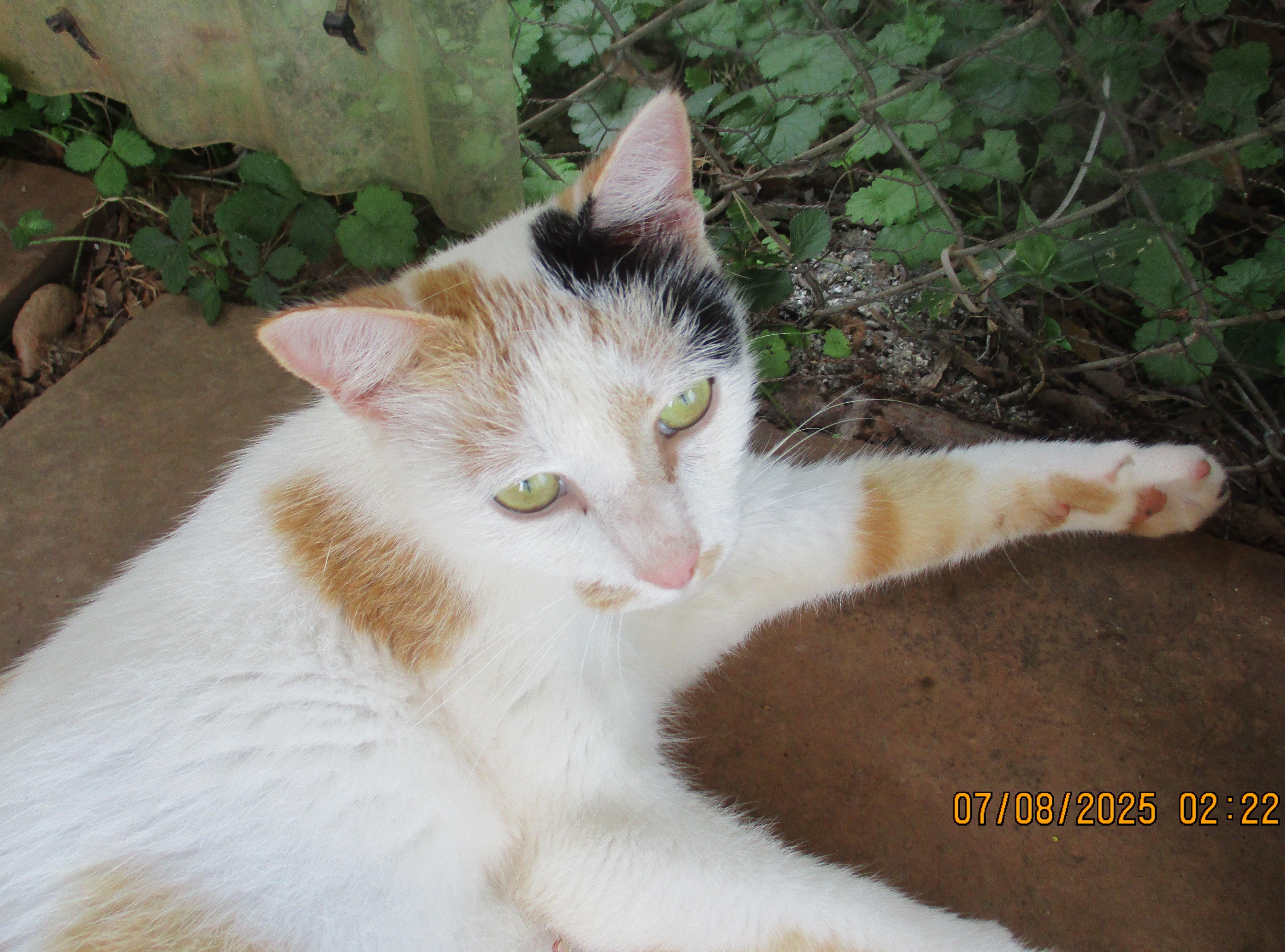 Enlarge LOTTIE, a Adoptable Calico in Troutman, NC image 6/6