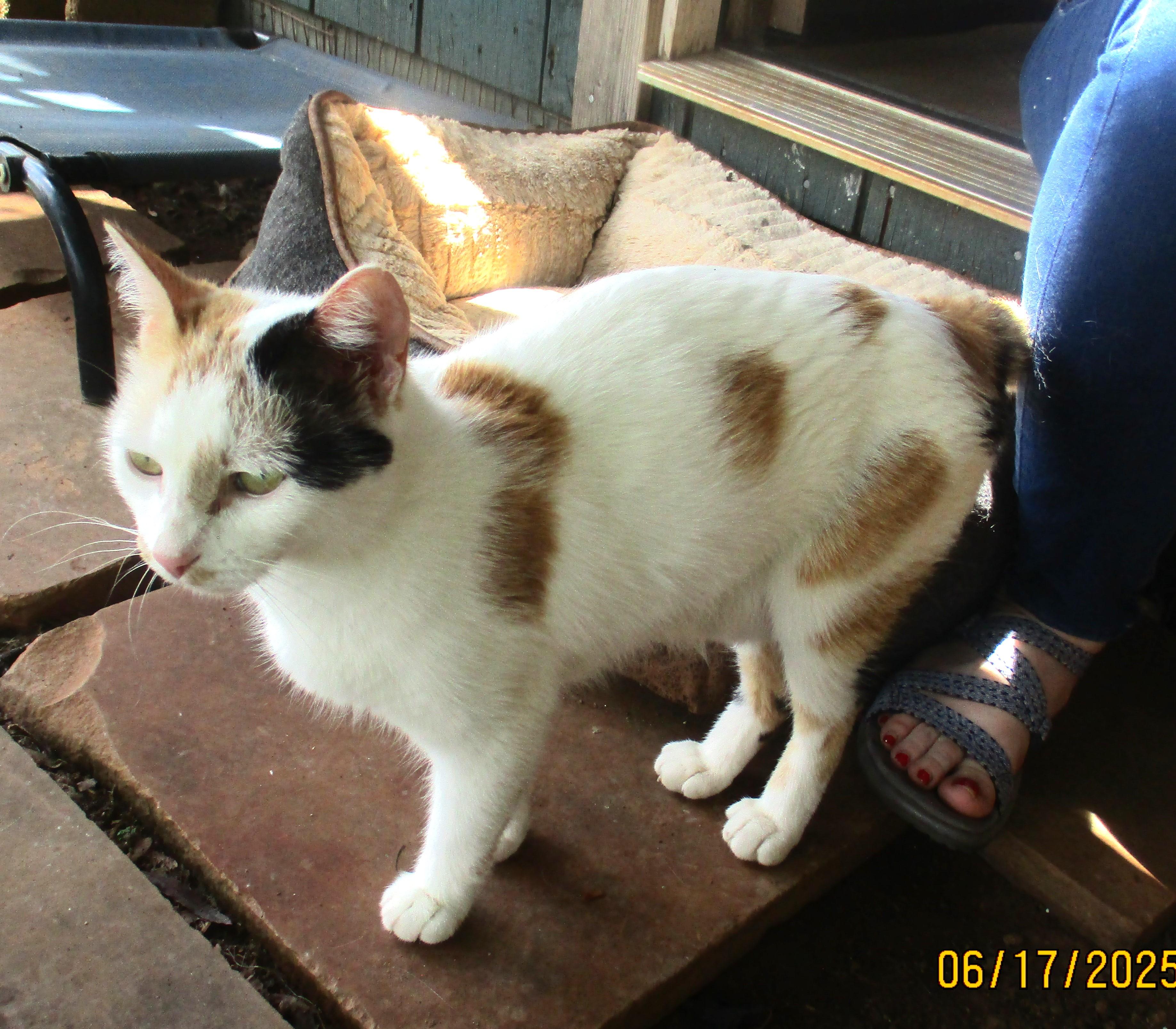 Enlarge LOTTIE, a Adoptable Calico in Troutman, NC image 1/6