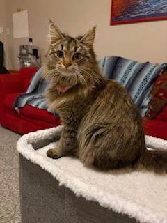 Enlarge Princess, a Adoptable Domestic Long Hair in Winchester, VA image 1/1