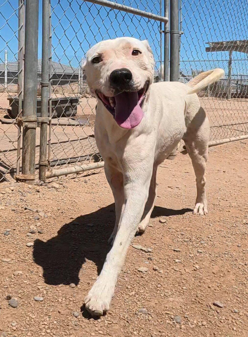 Paper, a Adoptable Mixed Breed in Queen Creek, AZ image 1/3