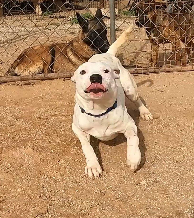 Enlarge Paper, a Adoptable Mixed Breed in Queen Creek, AZ image 1/3