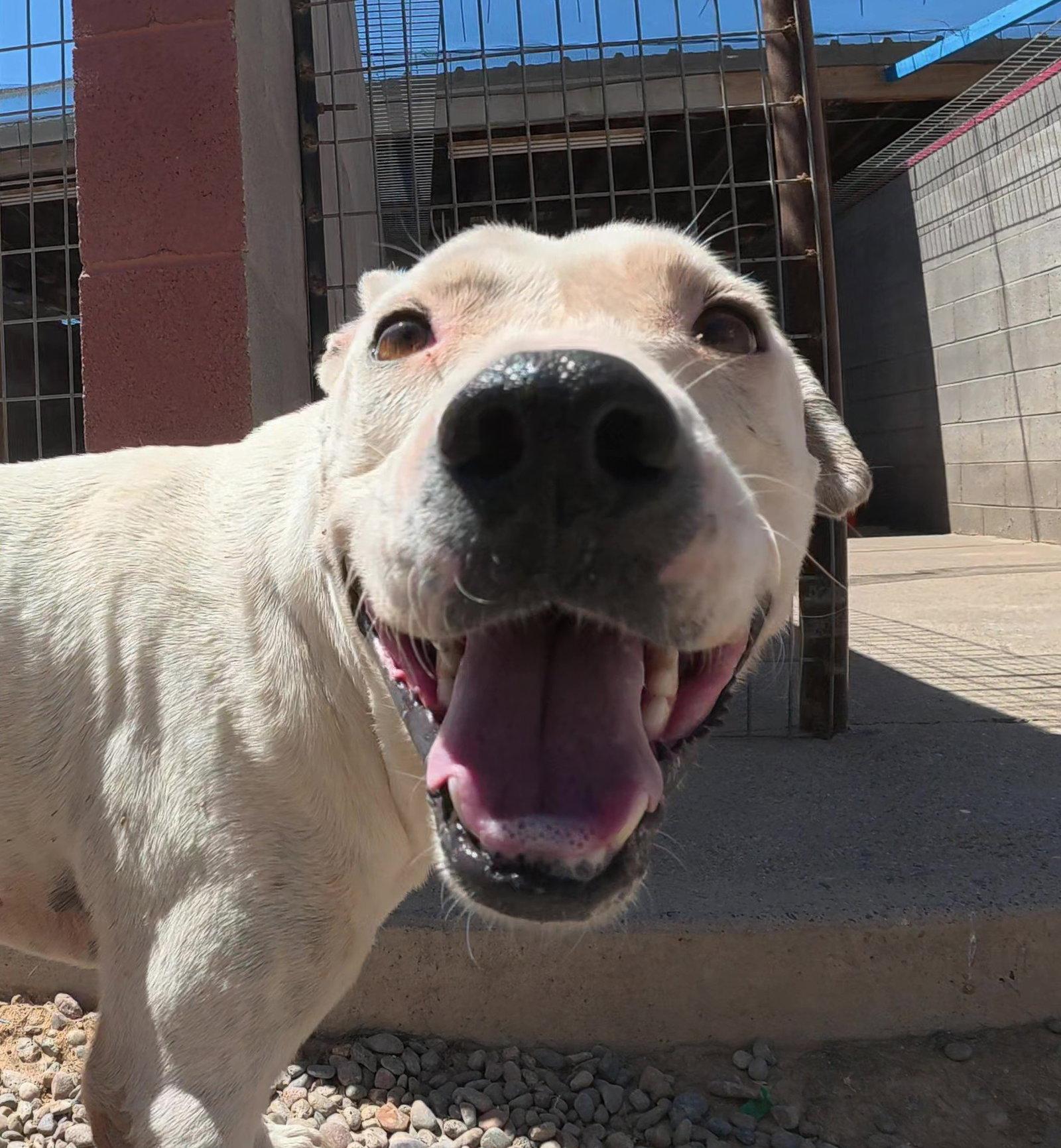 Paper, a Adoptable Mixed Breed in Queen Creek, AZ image 2/3