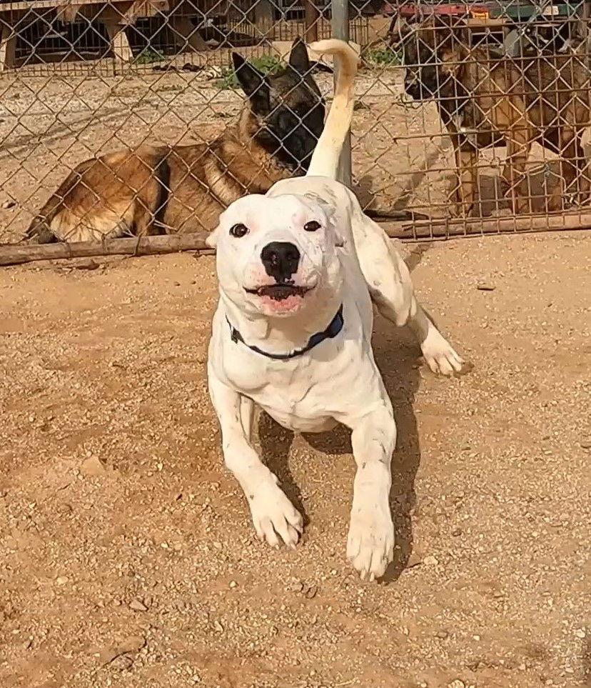 Enlarge Paper, a Adoptable Mixed Breed in Queen Creek, AZ image 3/3