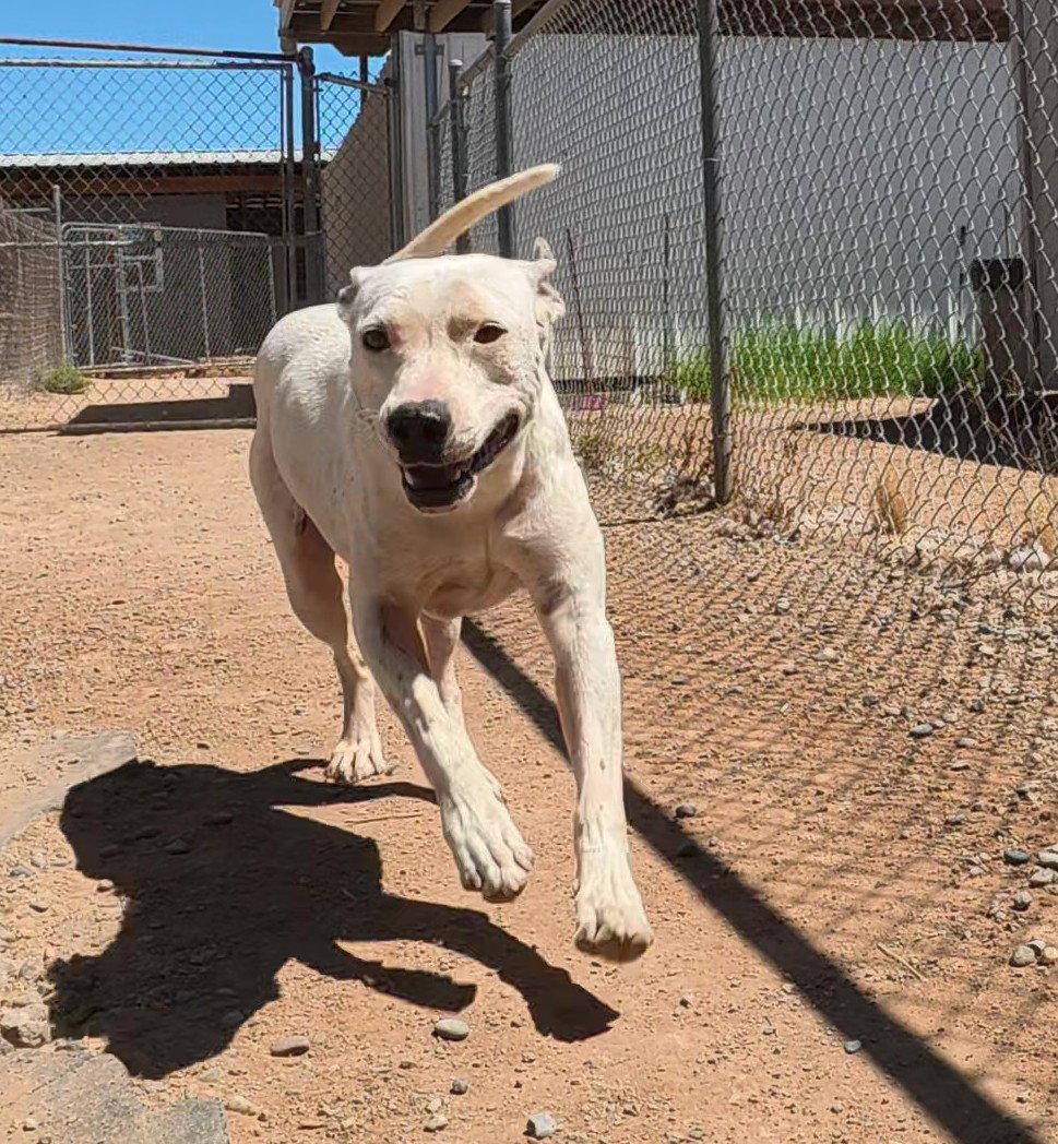 Paper, a Adoptable Mixed Breed in Queen Creek, AZ image 3/3