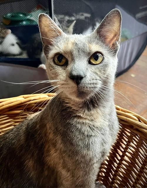 Paisley, a Adoptable mixed breed in Rocky Hill, CT image 3/6