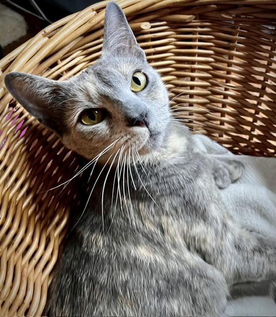 Paisley, a Adoptable mixed breed in Rocky Hill, CT image 4/6